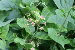 Tylophora indica var. glabra